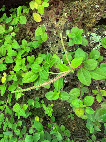 Peperomia leptostachya observed 2025-08-02