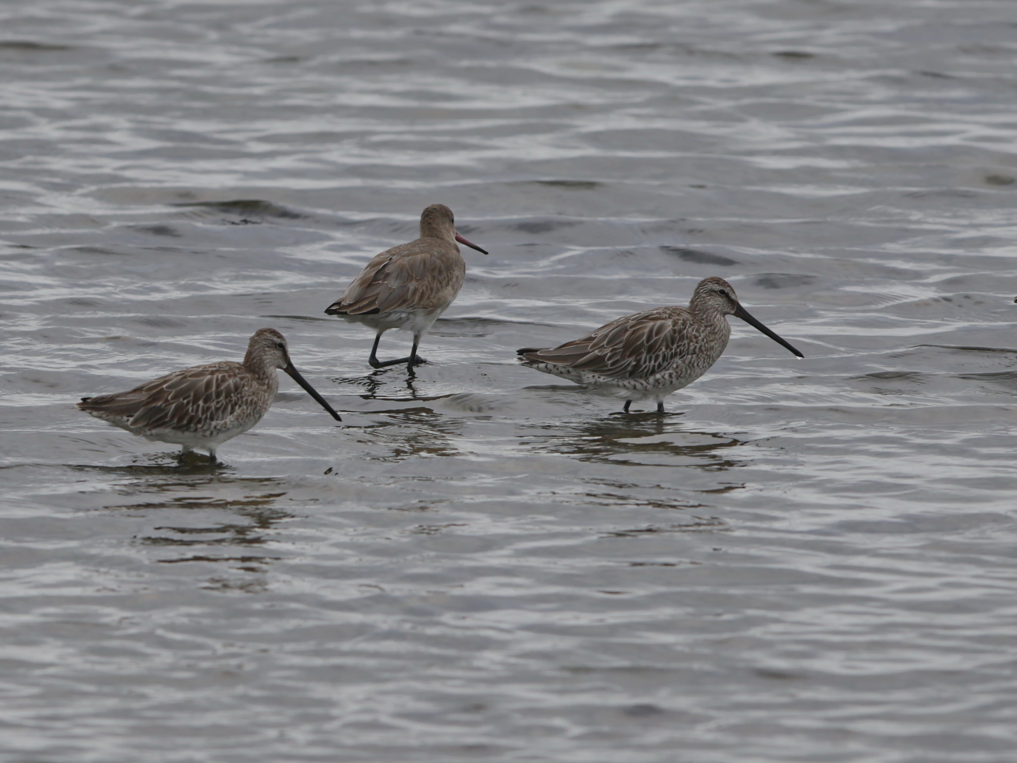 Asian Dowitcher (Limnodromus semipalmatus)