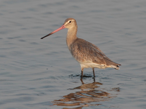 Foto de Black-tailed Godwit