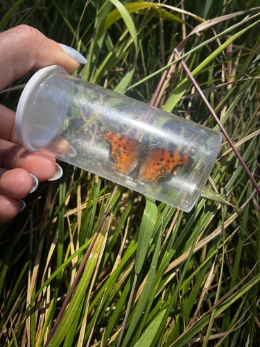 iNaturalist observation photo of Hoary Comma