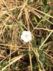 Ipomoea biflora