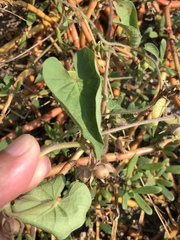 Ipomoea biflora