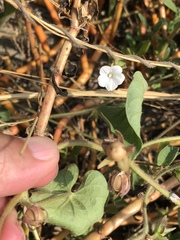Ipomoea biflora