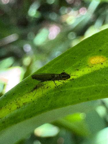 Philodoria basalis observed 2025-08-02