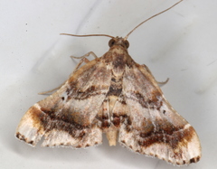 Scenedra decoratalis