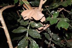 Pandercetes gracilis