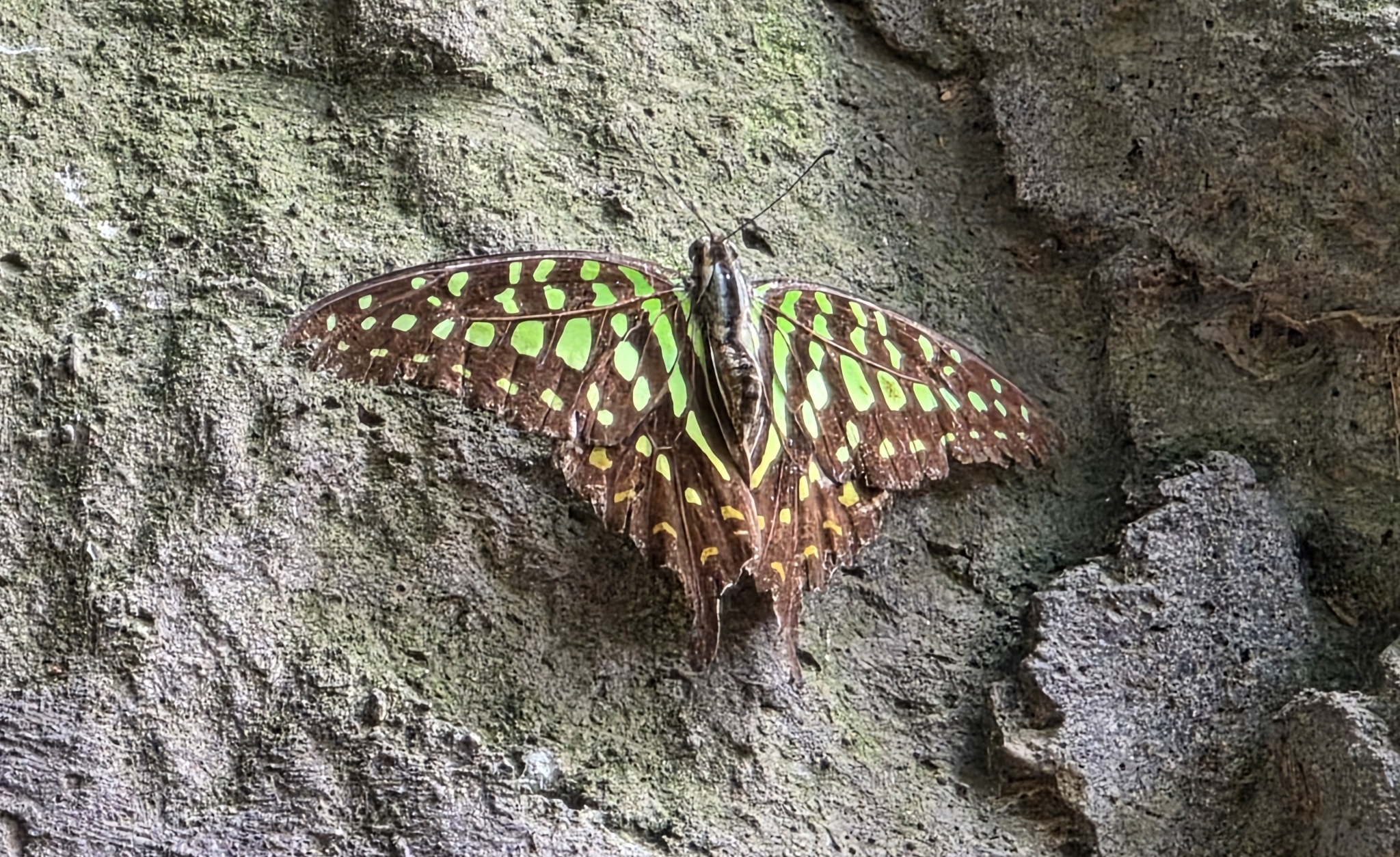Tailed Jay
