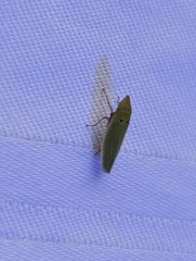 Draeculacephala balli