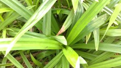 Pandanus amaryllifolius