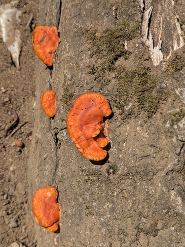 Trametes coccinea