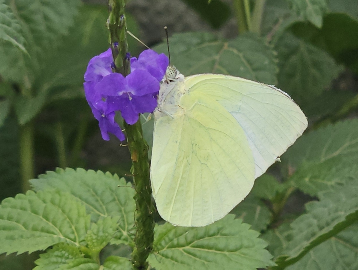 Lemon Emigrant