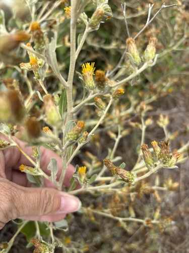 san clemente island hazardia (Hazardia cana)