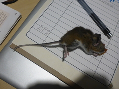 Peromyscus maniculatus gracilis