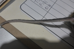 Peromyscus maniculatus gracilis