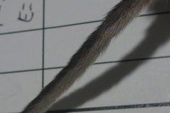 Peromyscus maniculatus gracilis