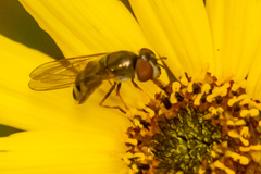 Platycheirus obscurus