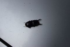 Dorcus wickhami