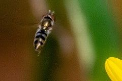 Platycheirus obscurus