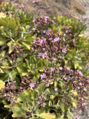 Munzothamnus blairii, photograph 5