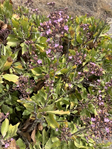 Munzothamnus blairii, photograph 4
