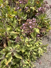 Munzothamnus blairii, photograph (c) Sula Vanderplank, some rights reserved (CC BY)