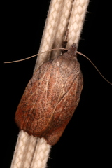 Tortricopsis pyroptis
