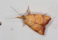 Pycnozancla acribes
