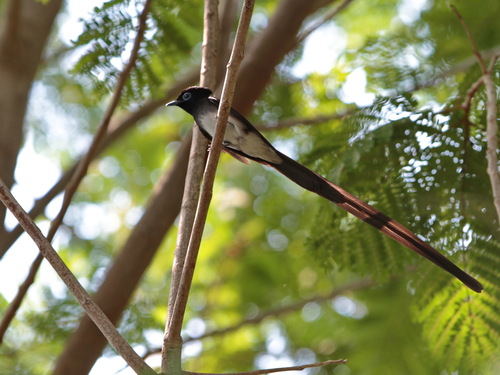 Black Paradise Flycatcher (Terpsiphone atrocaudata), photo 9