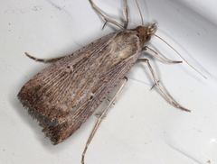 Tathorhynchus fallax