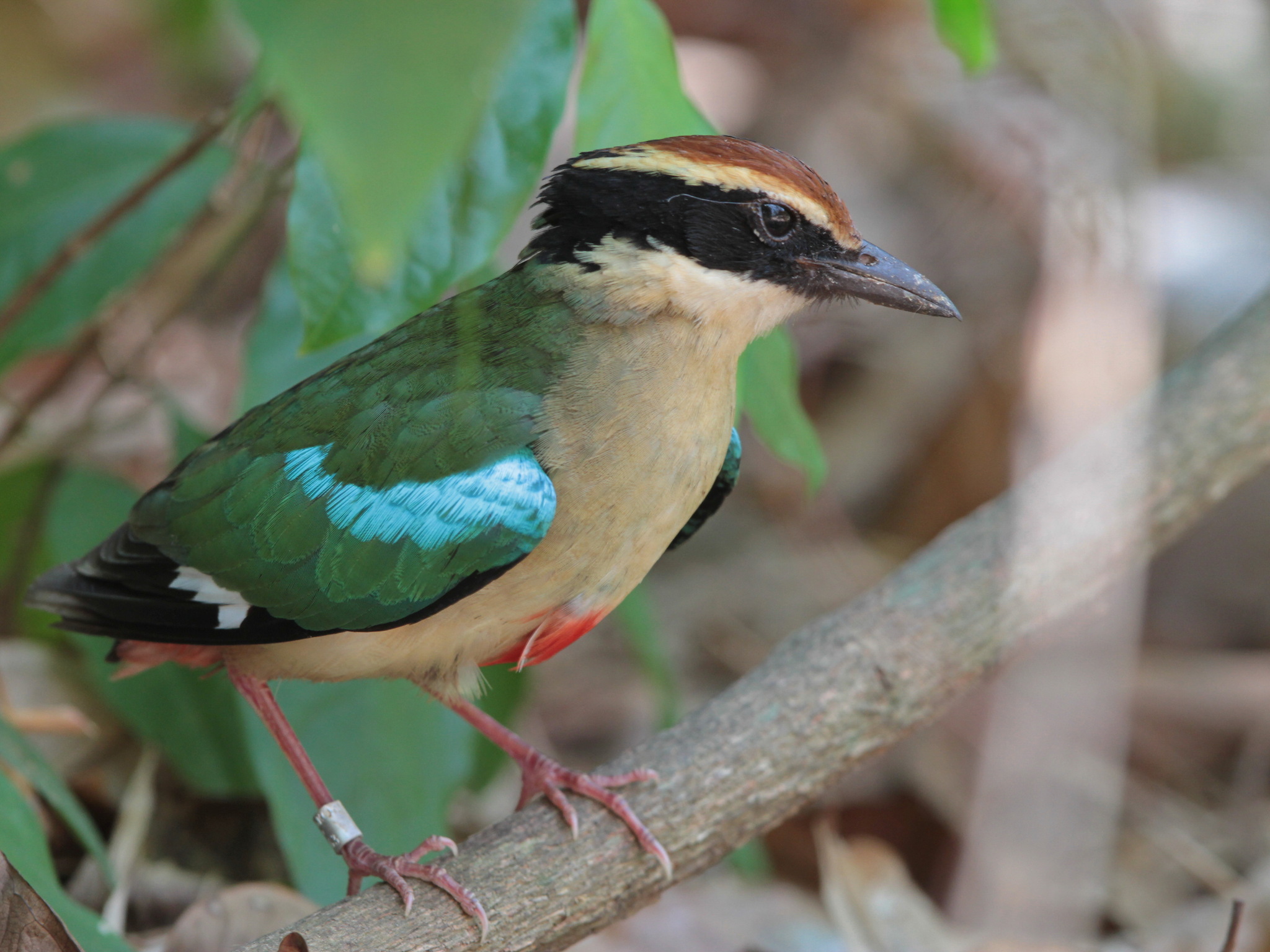 Fairy Pitta