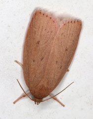 Prionocris