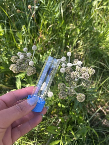 iNaturalist observation photo of Western Bumble Bee