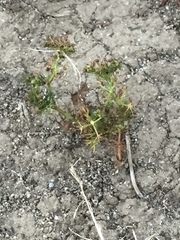 Cyclospermum