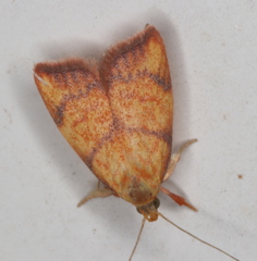 Pycnozancla acribes