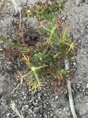 Cyclospermum