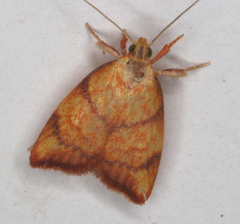 Pycnozancla acribes