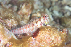 Crossosalarias macrospilus