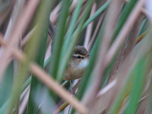 manchurian reed warbler (Acrocephalus tangorum)