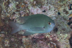 Pomacentrus callainus