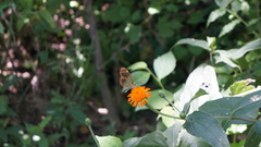 Greta morgane morgane