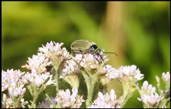 Epicauta heterodera