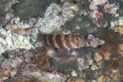 Amblyeleotris wheeleri