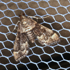 Nacoleia