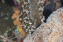 Polyandrocarpa polypora