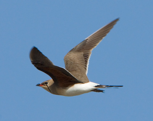 Collared Pratincole