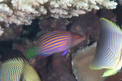Pseudocheilinus hexataenia