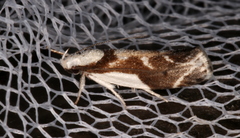 Lichenaula laniata