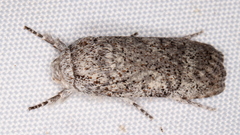 Cryptophasa irrorata