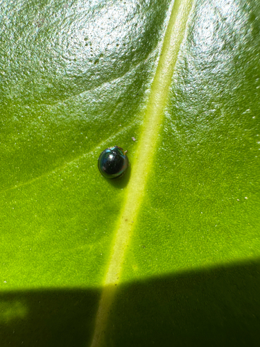 Steelblue Lady Beetle photographed in Hawaii