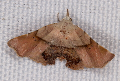 Esthlodora versicolor